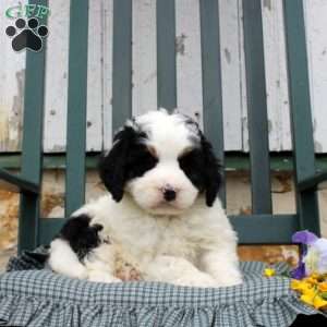 Calix, Mini Bernedoodle Puppy